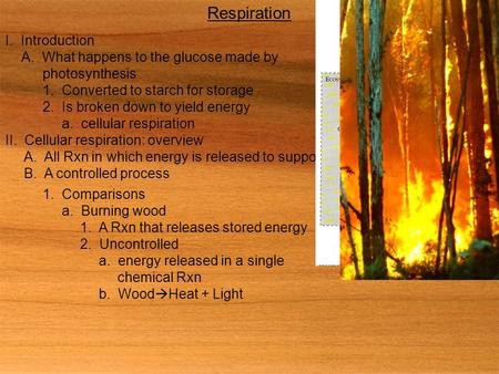 Respiration I. Introduction A. What happens to the glucose made by photosynthesis 1. Converted to starch for storage 2. Is broken down to yield energy.
