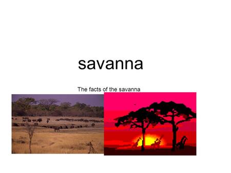 Savanna The facts of the savanna. Rainfall in savanna It is 20 to 47 inches in rain Short rain season March and may lots of rain.