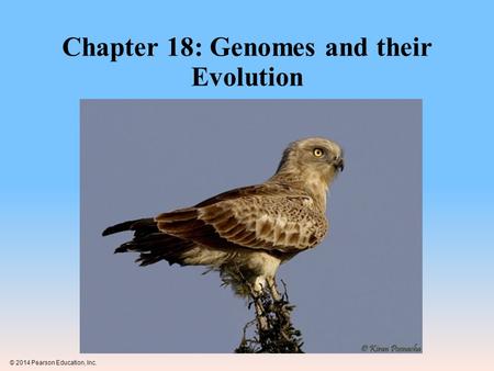 Chapter 18: Genomes and their Evolution