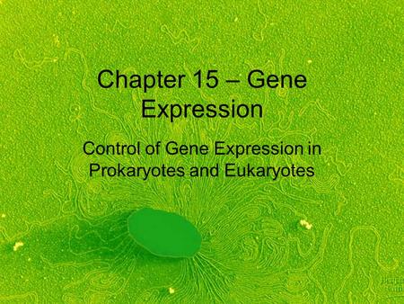 Chapter 15 – Gene Expression