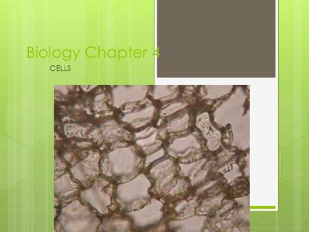 Biology Chapter 4 CELLS. Introduction to cell  Cell Theory 1. All living things are made of cells 2. Cells are the basic unit of structure & function.