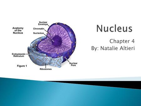 Chapter 4 By: Natalie Altieri.  The central and most important part of an object, movement, or group, forming the basis for its activity and growth.