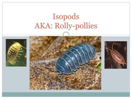 Isopods AKA: Rolly-pollies