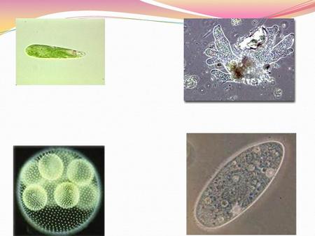 The World of Amoeba, Euglena, Paramecium, and Volvox Cells