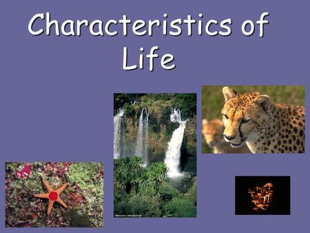 Characteristics of Life. What is alive Organisms include: bacteria, plants, animals, fungi, & protistOrganisms include: bacteria, plants, animals, fungi,