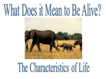 Are they alive? All living things share some basic properties. 1. Cellular Organization 2. Reproduction 3. Inheritance 4. Obtain and Use Energy 5. Homeostasis.
