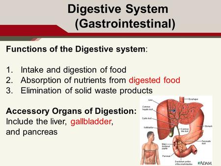Digestive System (Gastrointestinal)