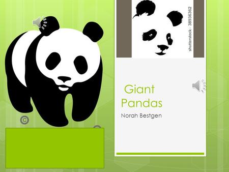 Giant Pandas Norah Bestgen Baby pandas Awesome pandas.