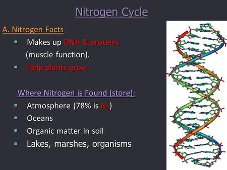 Nitrogen Cycle A. Nitrogen Facts  Makes up DNA & proteins (muscle function). (muscle function).  Help plants grow. Where Nitrogen is Found (store): 