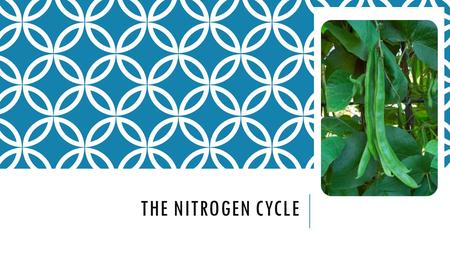 THE NITROGEN CYCLE. WHY BEANS? What can bean plants do that most other plants can't? No, they don't grow giant stalks to the clouds. Bean plants and other.
