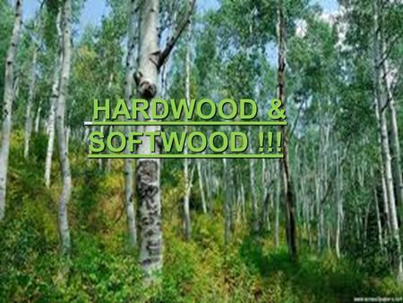 Hardwood & softwood HARDWOOD & SOFTWOOD !!!