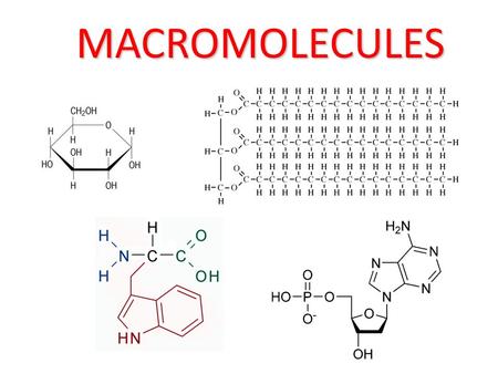 MACROMOLECULES. The four macromolecules are: Carbohydrates Proteins Lipids Nucleic acids.