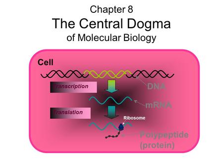 DNA mRNA Transcription Chapter 8 The Central Dogma of Molecular Biology Cell Polypeptide (protein) Translation Ribosome.