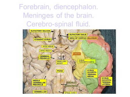 Forebrain, diencephalon. Meninges of the brain. Cerebro-spinal fluid.