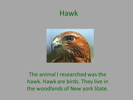 Hawk The animal I researched was the hawk. Hawk are birds. They live in the woodlands of New york State.
