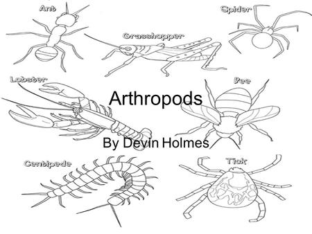 Arthropods By Devin Holmes. Arachnida SPIDERS 2 body regions 6 pairs of jointed appendages First 2 pairs used for feeding Other appendages are modified.