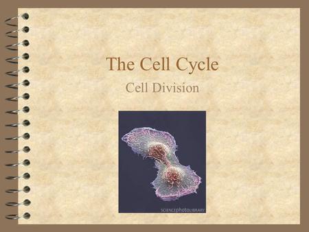 The Cell Cycle Cell Division.