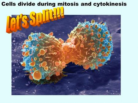 Cells divide during mitosis and cytokinesis. Cells that make up the “body” of an organism 2.