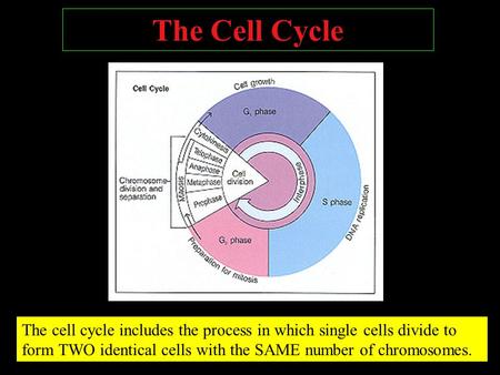 The Cell Cycle The cell cycle includes the process in which single cells divide to form TWO identical cells with the SAME number of chromosomes.