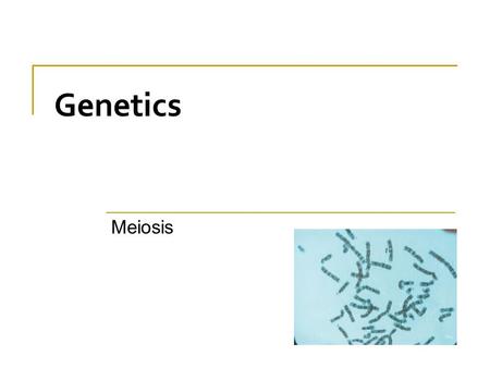 Genetics Meiosis.