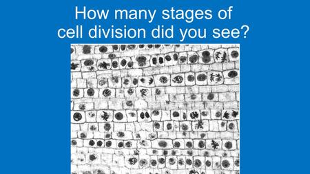 How many stages of cell division did you see?
