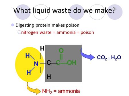 What liquid waste do we make? Digesting protein makes poison  nitrogen waste = ammonia = poison H CO 2 + H 2 O NH 2 = ammonia H H N C—OH || O H | —C—