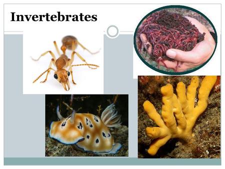 Invertebrates.