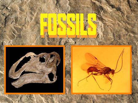 What is a fossil? What do fossils tell us?