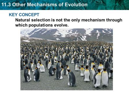 11.3 Other Mechanisms of Evolution KEY CONCEPT Natural selection is not the only mechanism through which populations evolve.
