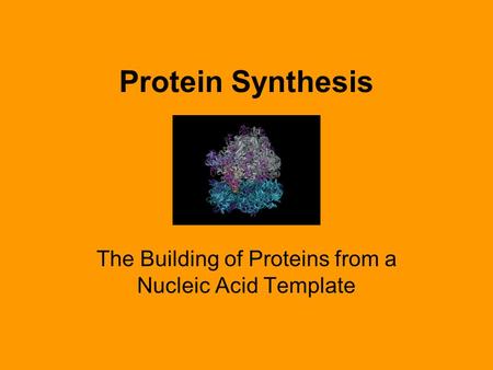 The Building of Proteins from a Nucleic Acid Template