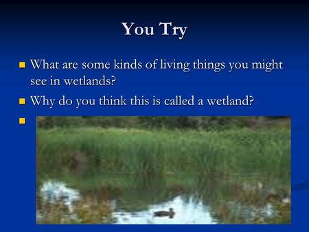 You Try What are some kinds of living things you might see in wetlands? What are some kinds of living things you might see in wetlands? Why do you think.