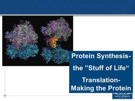 Protein Synthesis- the ”Stuff of Life“ Translation- Making the Protein.