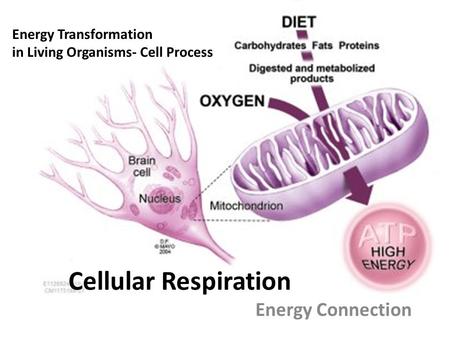 Cellular Respiration Energy Connection Energy Transformation