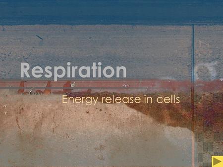 Respiration Energy release in cells. Respiration Energy release in cells NOT Gas exchange OR Breathing.