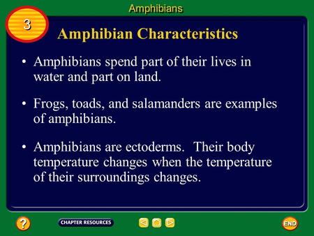 Amphibian Characteristics