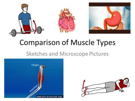 Comparison of Muscle Types
