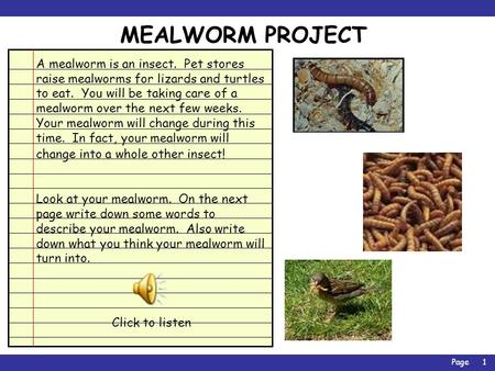 Page1 MEALWORM PROJECT A mealworm is an insect. Pet stores raise mealworms for lizards and turtles to eat. You will be taking care of a mealworm over.