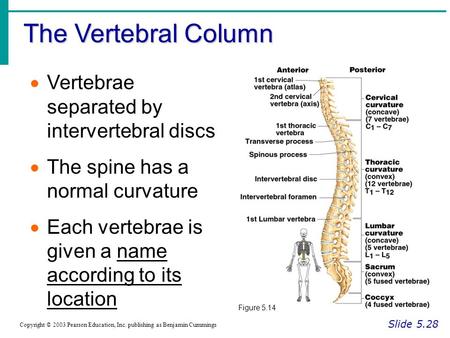 The Vertebral Column Vertebrae separated by intervertebral discs