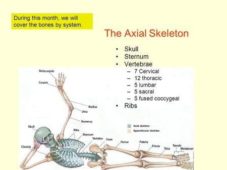 The Axial Skeleton Skull Sternum Vertebrae –7 Cervical –12 thoracic –5 lumbar –5 sacral –5 fused coccygeal Ribs During this month, we will cover the bones.