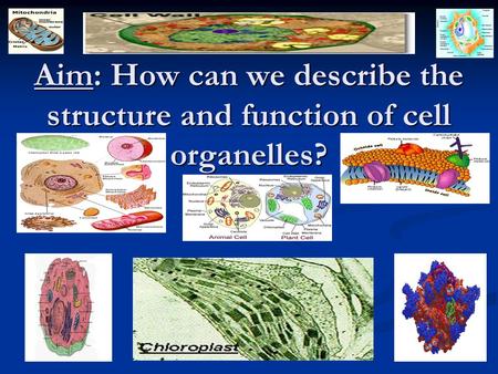 Aim: How can we describe the structure and function of cell organelles?