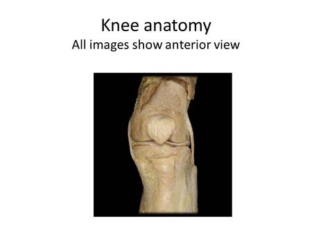 Knee anatomy All images show anterior view
