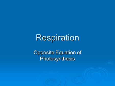 Respiration Opposite Equation of Photosynthesis.  Opposite of Photosynthesis is respiration C 6 H 12 O 6 + 6O 2  6CO 2 + 6H 2 O + Energy ATP Glucose.