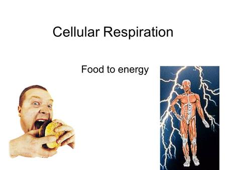 Cellular Respiration Food to energy.