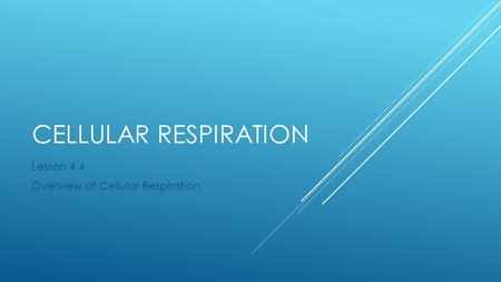 CELLULAR RESPIRATION Lesson 4.4 Overview of Cellular Respiration.