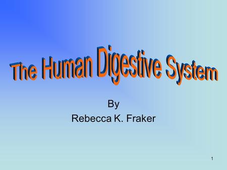 1 By Rebecca K. Fraker 2 Introduction The digestive system is used for breaking down food into nutrients which then pass into the circulatory system.