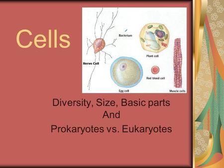 Cells Diversity, Size, Basic parts And Prokaryotes vs. Eukaryotes.