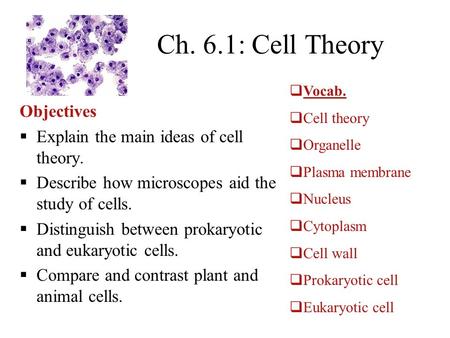 Ch. 6.1: Cell Theory Objectives  Explain the main ideas of cell theory.  Describe how microscopes aid the study of cells.  Distinguish between prokaryotic.