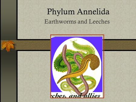 Earthworms and Leeches