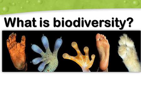 What is biodiversity?.