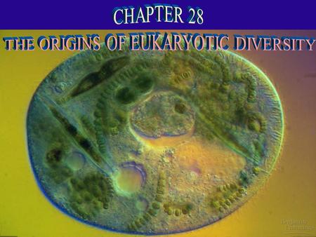 THE ORIGINS OF EUKARYOTIC DIVERSITY